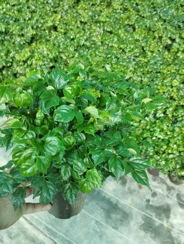 Well Watered Green Red Machira Plant at Rs 450/piece in Gurugram | ID ...