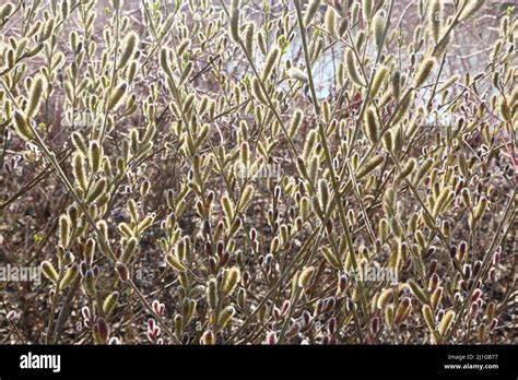 Japanese Pink Pussy Willow Stock Photo Alamy