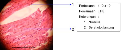 Materi Pembuatan Preparat Otot Jantung - Generasi Biologi