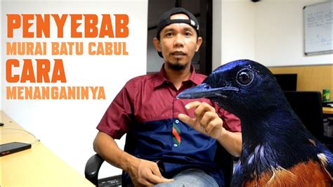 PENYEBAB MURAI BATU CABUT BULU DAN CARA PENYEMBUHANNYA Muraibatu