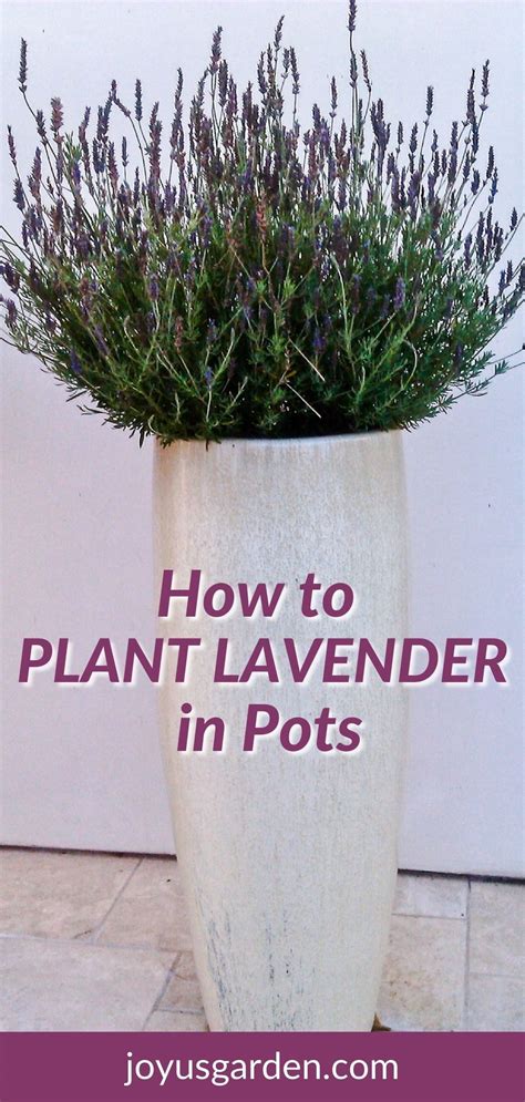 How To Plant Lavender Artofit