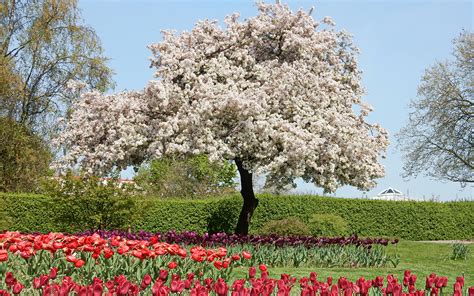 Fondos De Pantalla 1920x1200 Alemania Parque Primavera Floración De árboles Tulipas Grugapark