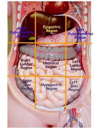 Abdomen Thorax Homo Sapiens Organ Anatomi Manusia Kerangka Manusia