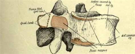 Lumbar Vertebra