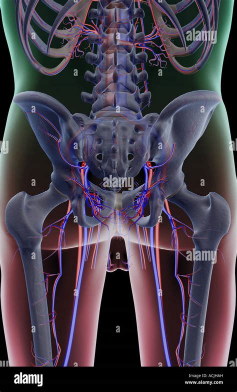 The Blood Supply Of The Pelvis Stock Photo Alamy