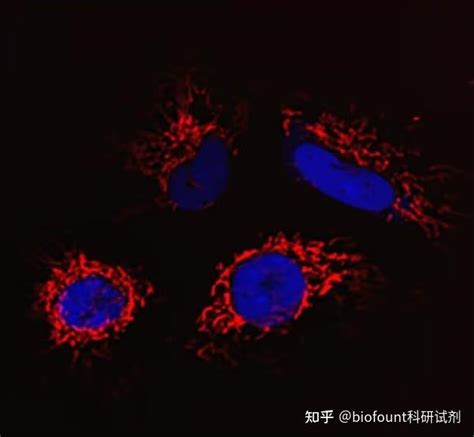 3种好用的线粒体荧光探针 知乎