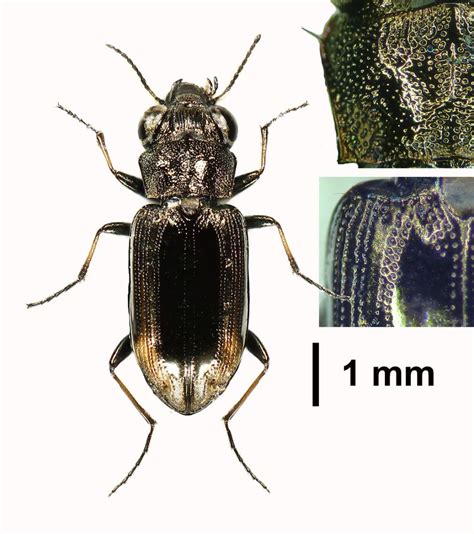 Réf 294990 INSECTA Coleoptera Carabidae Notiophilus