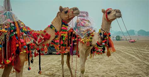Ajmer Pushkar Day Trip From Jaipur Getyourguide