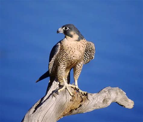 peregrine falcon facts - Birds Flight