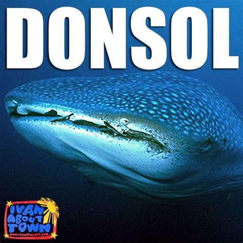 Sorsogon Whale Shark Butanding Interaction Tours In Donsol Ivan