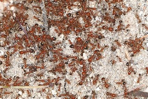 20 Intriguing Facts About Fire Ants Discover Walks Blog