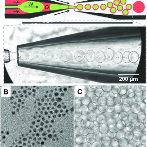 A Schematic Illustration Of The Microfluidic Device Used To Produce