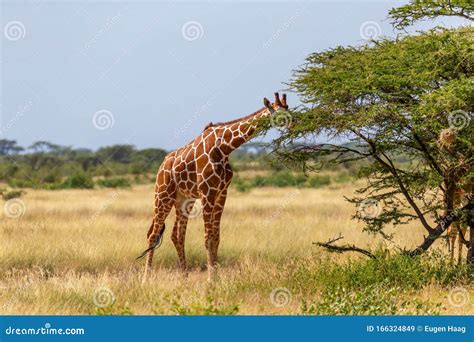 Somalia Giraffes Eat The Leaves Of Acacia Trees Stock Image Image Of