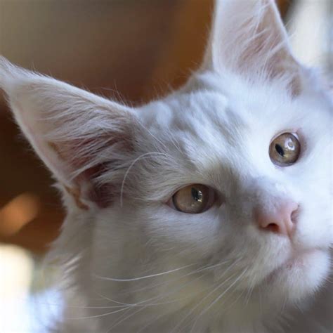 White Maine Coon This Could Be The Coolest One Ever