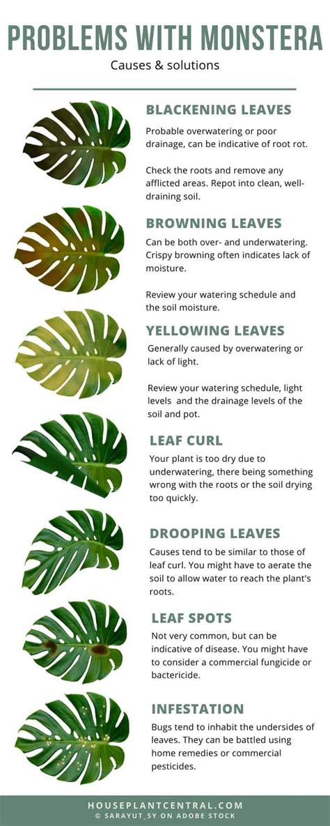 Common Problems With Monstera Plant Care Houseplant Growing