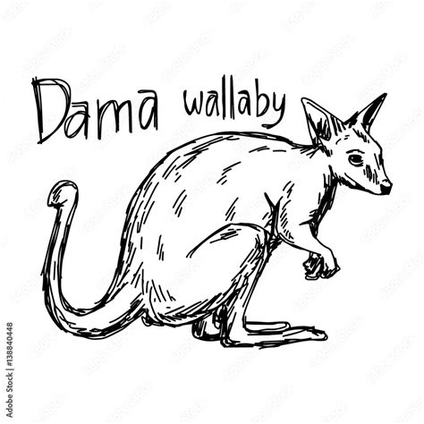 Dama Wallaby Vector Illustration Sketch Hand Drawn With Black Lines