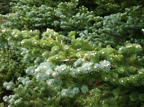 Abies Lasiocarpa Plants Direct Victoria Bc