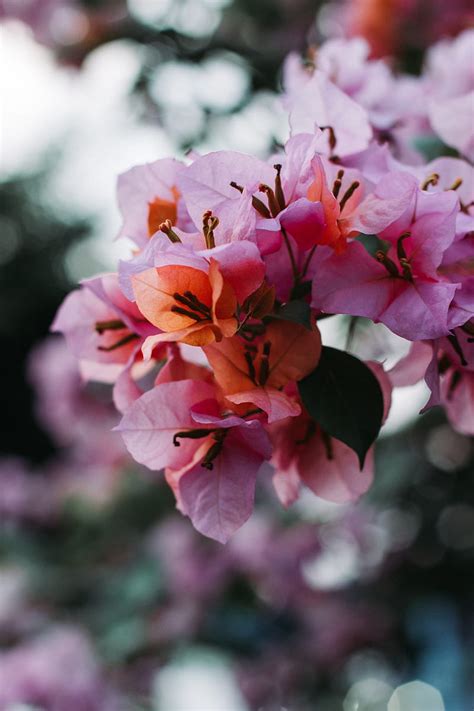 Flowers Bloom Petals Blur Macro Hd Phone Wallpaper Peakpx