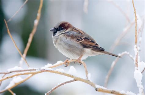 Winter Birds of Michigan: A Guide for Bird Lovers