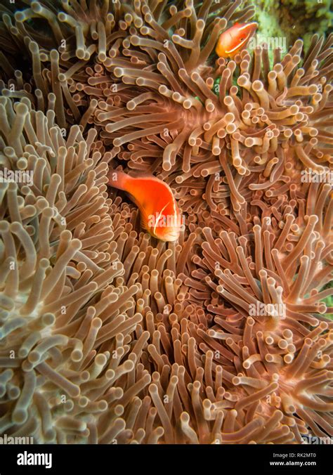 Rosa El Pez Payaso Amphiprion Perideraion La Gran Barrera De Coral De