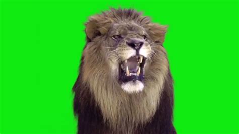 Roaring Lion Sound Effect Download - Hamlin Zayden