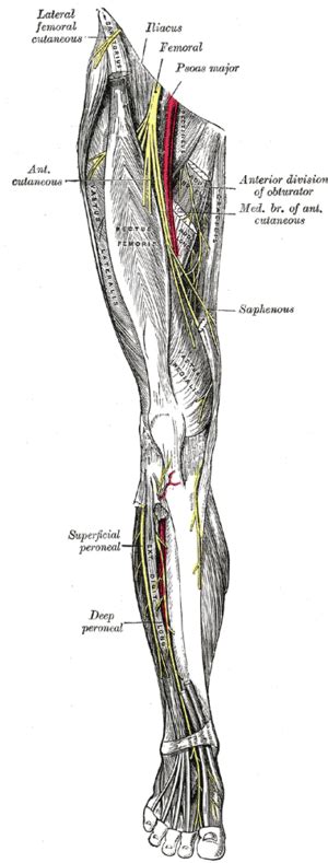 Obturator nerve entrapment - WikEM