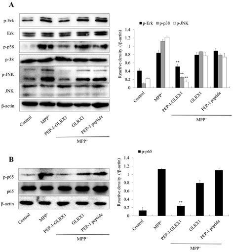 PEP 1 GLRX1 Reduces Dopaminergic Neuronal Cell Loss By Modulating MAPK