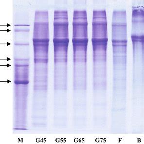 SDSPAGE Patterns Of Gelatin From The Swim Bladder Of Seabass Extracted