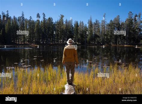 Randonneur Debout Tronc D Arbre Automne Banque D Image Et Photos Alamy