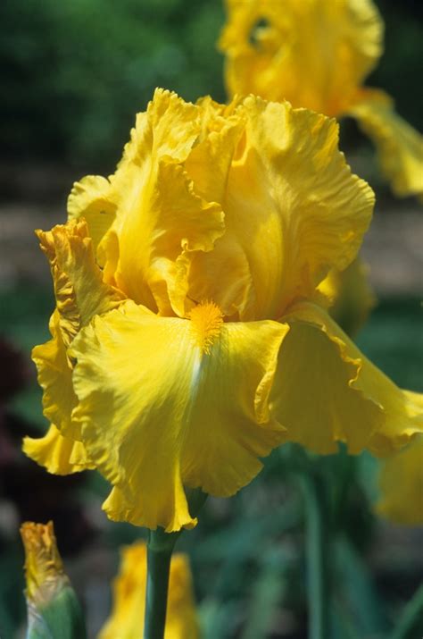 Iris Germanica Pirates Quest Bearded Iris Garden Center Marketing