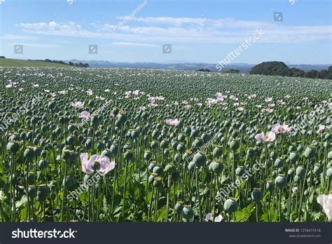 25,917 Opium fields Images, Stock Photos & Vectors | Shutterstock