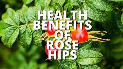 16 Amazing Health Benefits Of Rose Hips