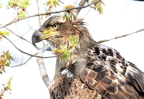 3 5 Year Old Male Bald Eagle Photograph By Jo Ann Matthews Fine Art