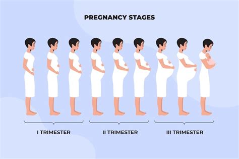 Free Vector | Illustrated different pregnancy stages