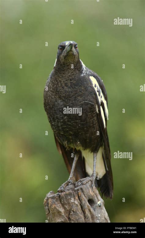 The Australian Magpie Gymnorhina Tibicen Is A Medium Sized Black And