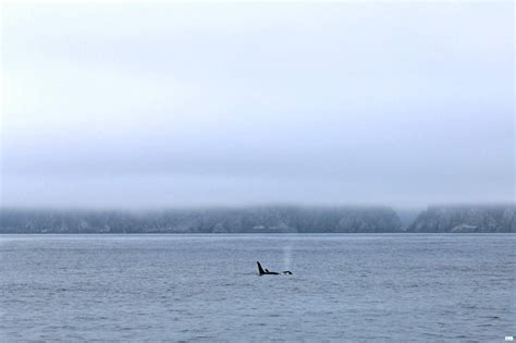 Kenai Fjords Whale Watching Tour // Seward, Alaska | Caravan Sonnet