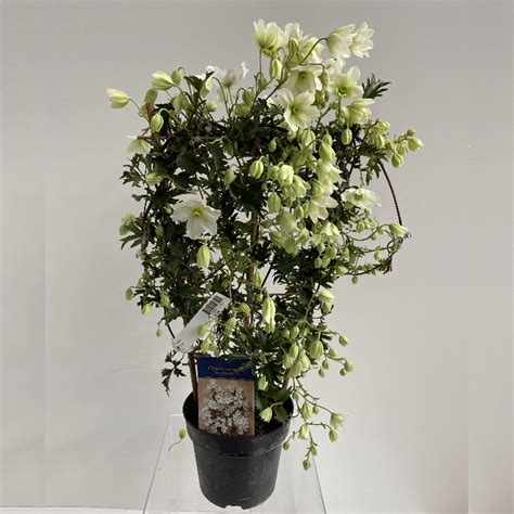 Avalanche Evergreen Clematis Clematis x cartmanii 'Blaaval' | Clematis ...