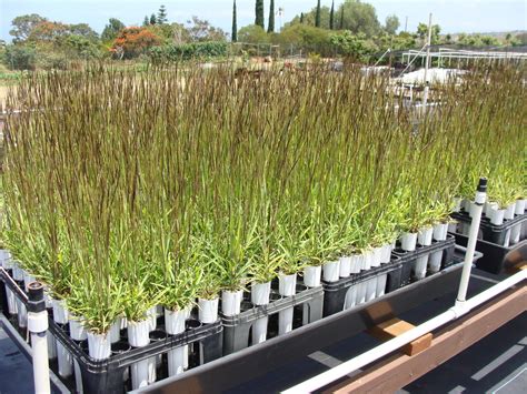 Pili Grass Maui Native Nursery