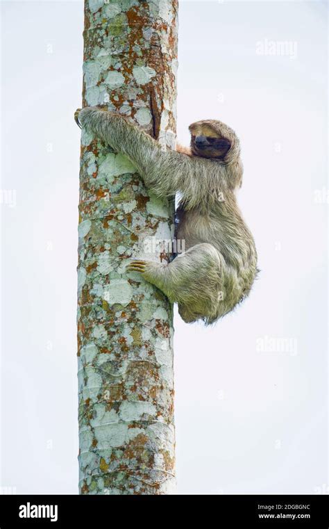 Sloth Climbing Tree Hi Res Stock Photography And Images Alamy