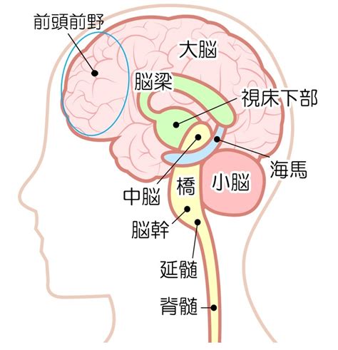 ジュラシックパーク シャイニング 船上 ピアノ 脳 の 発達 原告 を除く レジデンス