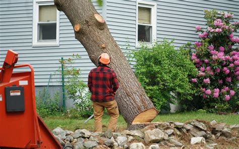 Why Do You Need A Professional Tree Service Avilamistica