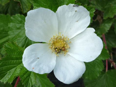 Round White Petals Photos Of Rubus Deliciosus Rosaceae