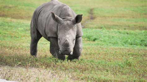 Gallery Two Baby Rhinos Make Public Debut At Lion Country Safari