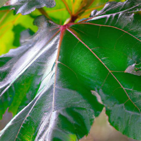 Las Plantas Desempe An Un Papel Crucial En La Producci N De Ox Geno Y