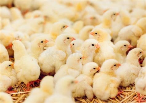 L Int Rieur Ferme De Poulet Poulet Alimentant Ferme Pour Les