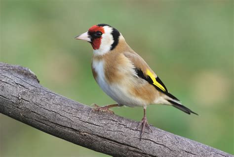 Comment lutter contre le commerce illégal d oiseaux La Salamandre