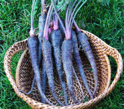 Download Freshly Plucked Purple Carrots Wallpaper