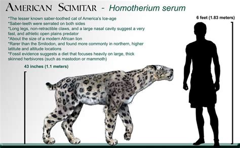 Homotherium_wikipedia by Dantheman9758 on DeviantArt | Sabertooth, Sabertooth tiger, Prehistoric ...