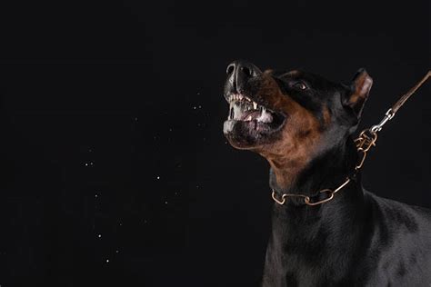 Snarling Doberman Pinscher Dog Glenn Robinson Stock Photos Pictures