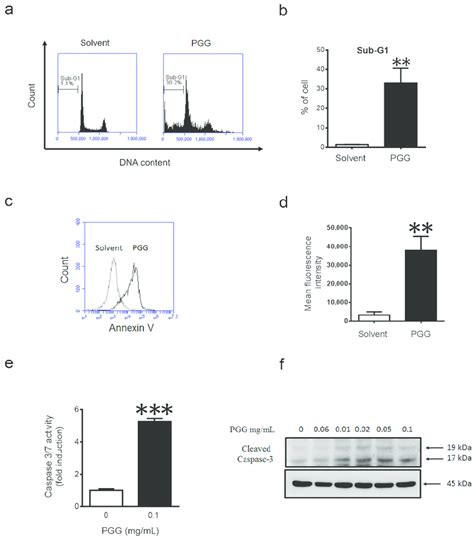 Pgg Treatment Induces Apoptosis In Huh7 Cells A Huh7 Cells Were